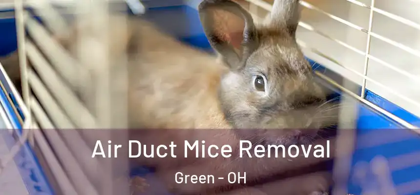 Air Duct Mice Removal Green - OH